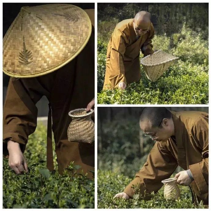 禅游赏花必备攻略！在寺院里遇见一整个春天