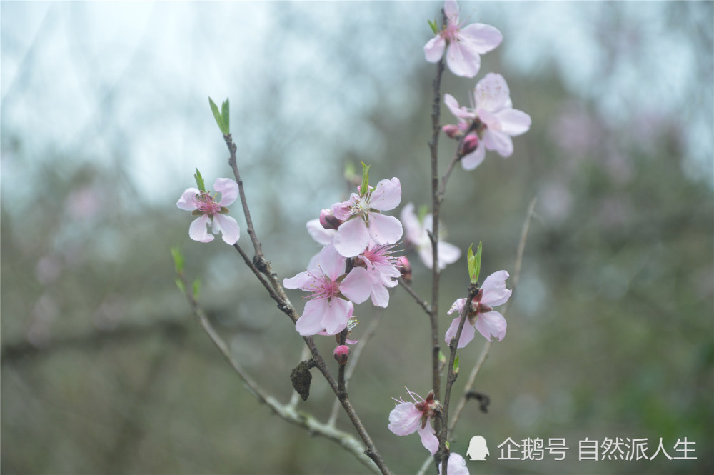 春天,路边的桃树杏树开花了,桃花红杏花白