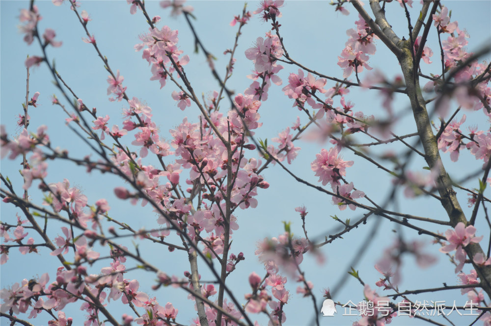 春天,路边的桃树杏树开花了,桃花红杏花白