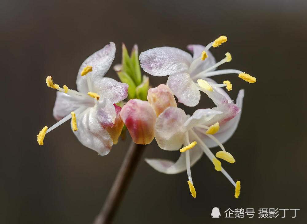 是忍冬科的一种灌木,花苞粉红色,一般花叶同开,花期一般在早春2-4月份