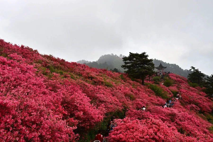 每当4月到来,麻城的杜鹃漫山遍野一片红,像是一团耀眼的火,一片片绽放