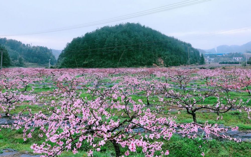 远处烟雨朦胧 绿色山水与粉色桃花相得映彰