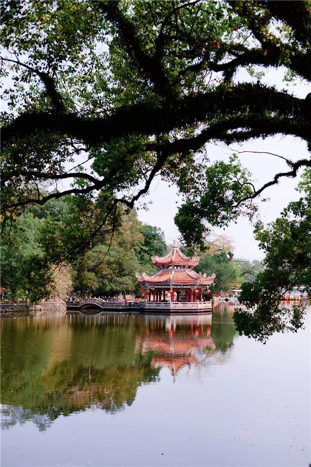 西湖,春景,潮州,紫荆花,湖山