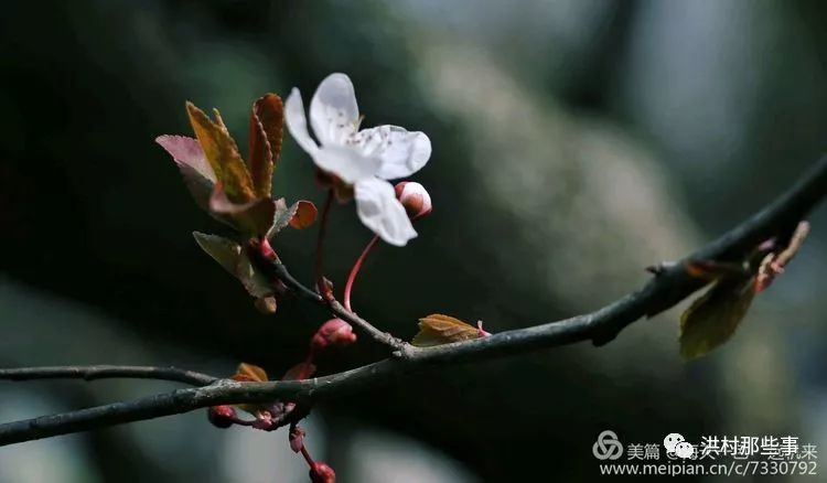 春麦萌绿染碧头, 春田田麦采绿瘦. 远眺早春原野丑, 不染