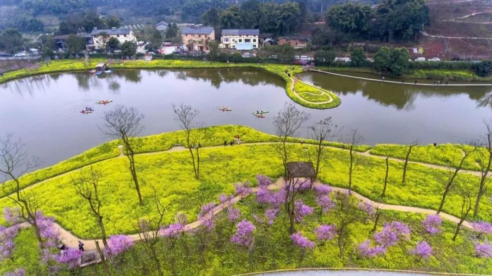 巴南区,重庆,乡村振兴,二圣镇,油菜花,茶园