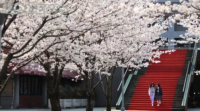 来自浙大官方微博 浙江大学紫金港校区的100棵樱花 是早稻田大学的