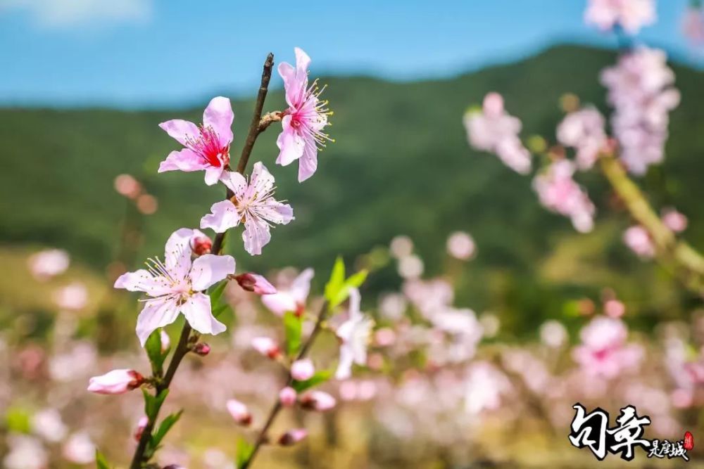 赏完近万亩桃花,我要走桃花运了