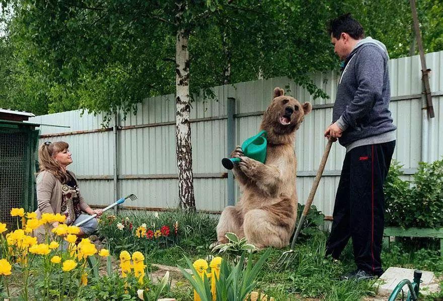 这只俄罗斯熊每天要吃25公斤的鱼,蔬菜和鸡蛋,它会给植物浇水,还喜欢