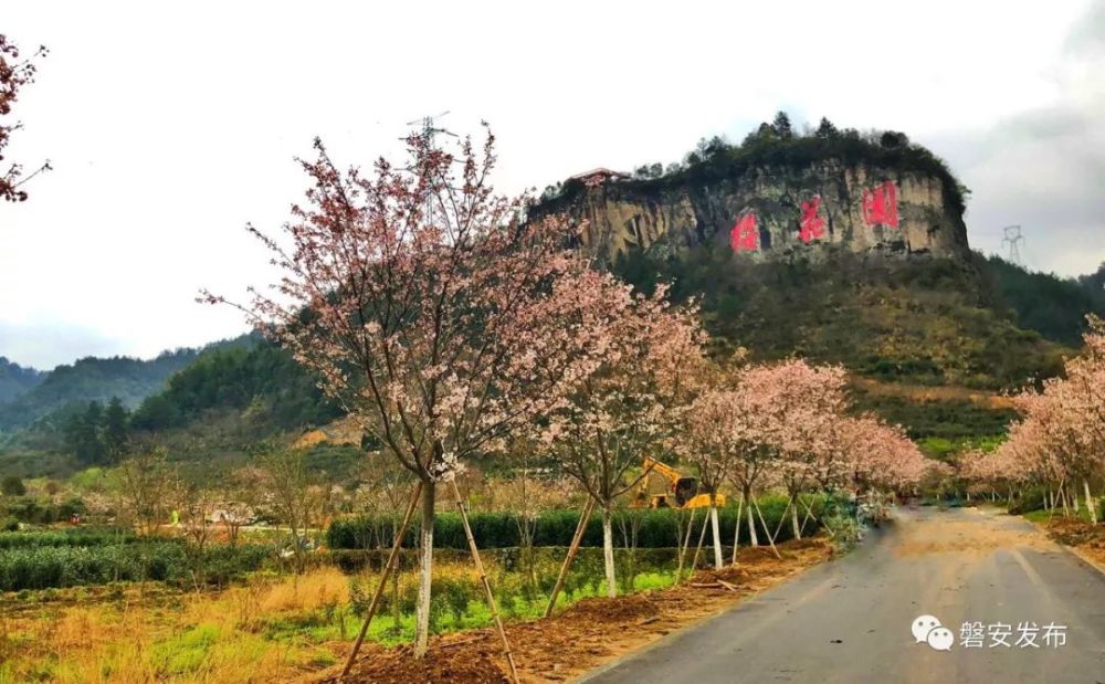 2019中国·磐安樱花节 暨磐安春季旅游产品推介活动 盛大开幕 3月8日