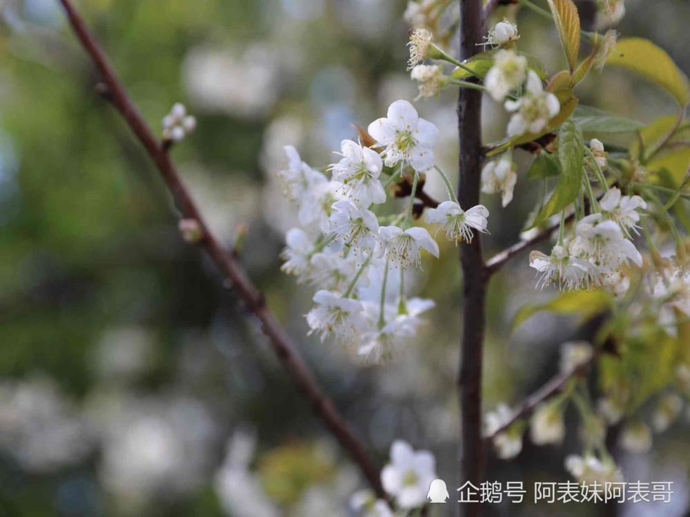 一枝梨花压海棠