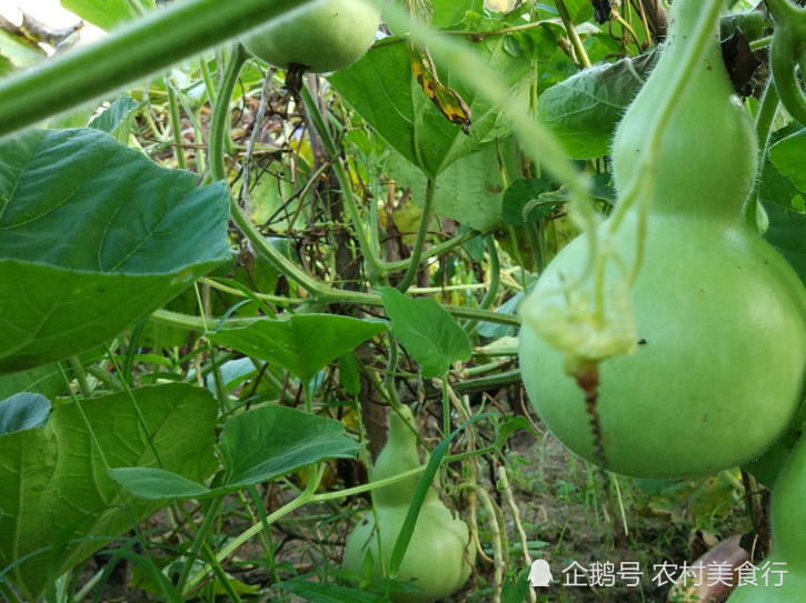 农民种植"葫芦瓜"产量非常高,一棵结果上百个,用来炖汤味道好