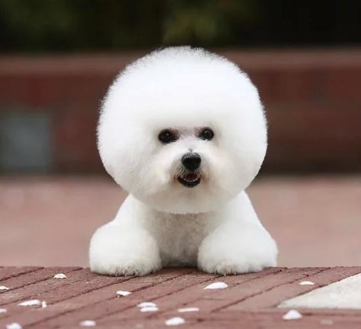 第三:比熊犬(bichon frise)