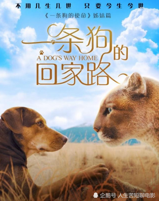 《一条狗的回家路》:为了爱也要回家,就算是六百公里又如何?