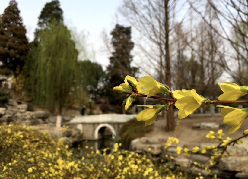 周末天气好,北京20处景点可赏春踏青