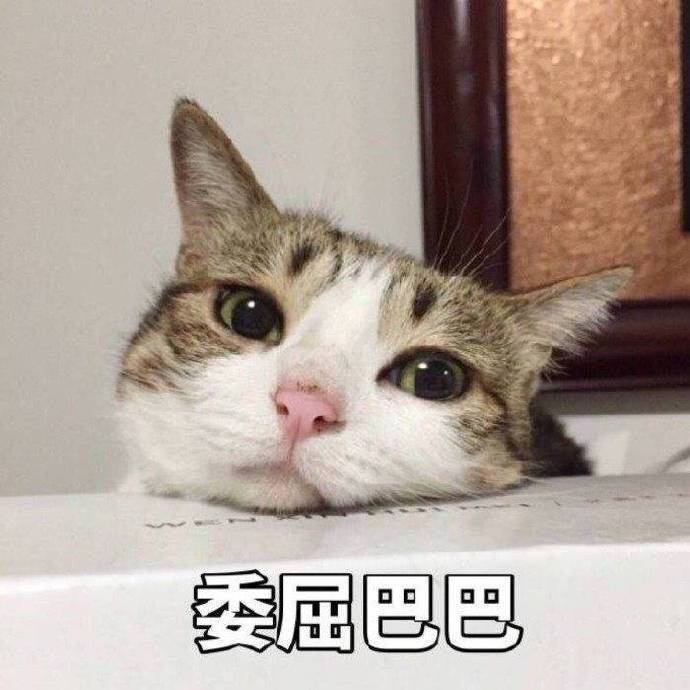 表情包:可爱猫咪表情包,小仙女们,该给你家"大猪蹄子"