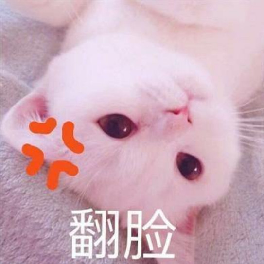 猫咪,头像,小宝贝,表情包,猫咪表情包