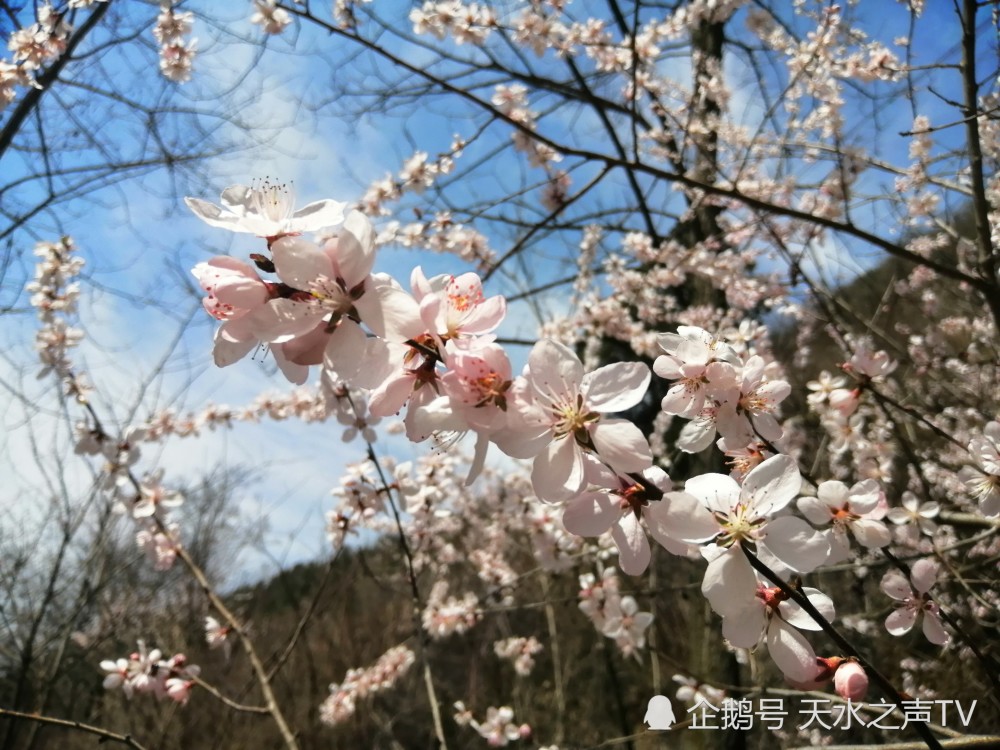 甘肃天水路边的桃花,组图《桃花盛开的季节》