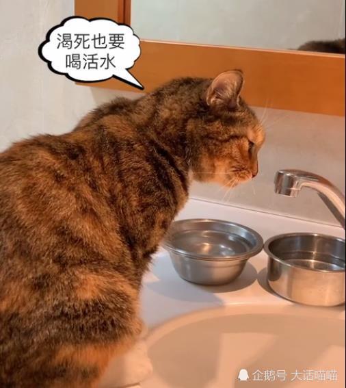 非要喝流动水的猫咪,主人给它端水还被打,猫咪:总有刁民想害朕