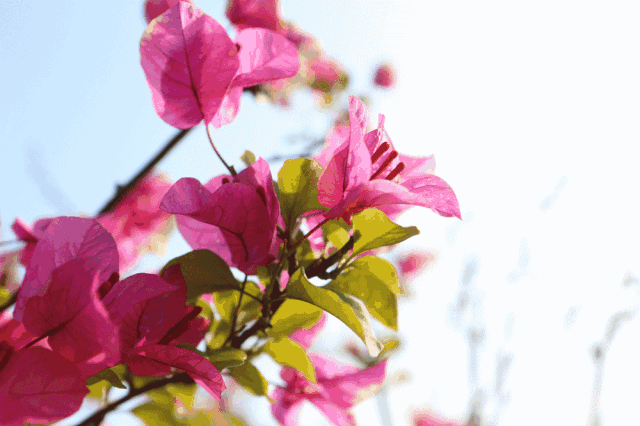 福州周边游:游园,赏花,运动一步到位!