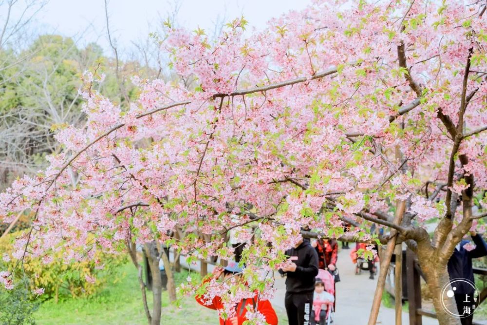 听说去顾村公园看樱花的上海人,都哭着回来了!