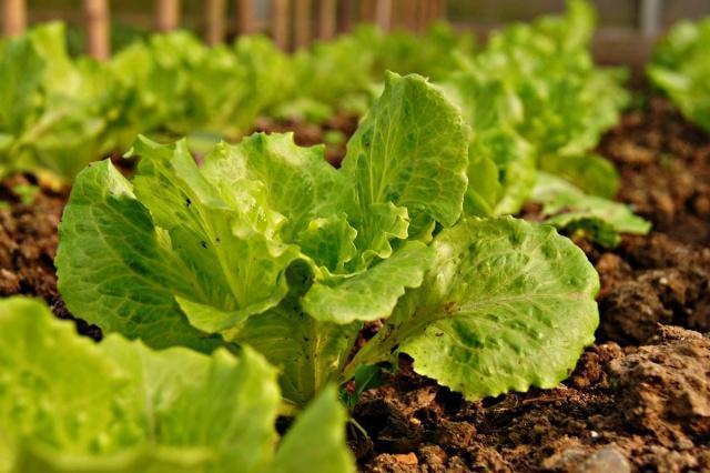 种植生菜时,最常见的4大病虫害,你知道吗?该如何防治呢?