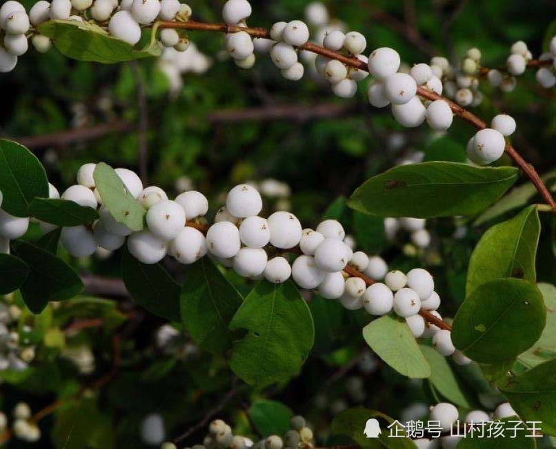 南方这野果,像"雪"一样白,吃在嘴里"软绵绵",北方人没