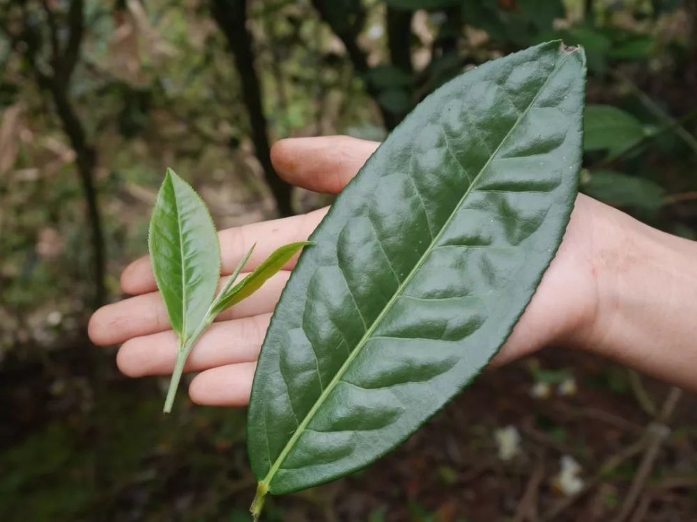 普洱茶的大,小叶种区分