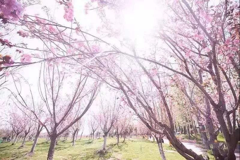 遇见大洋湾,沉醉樱花之美