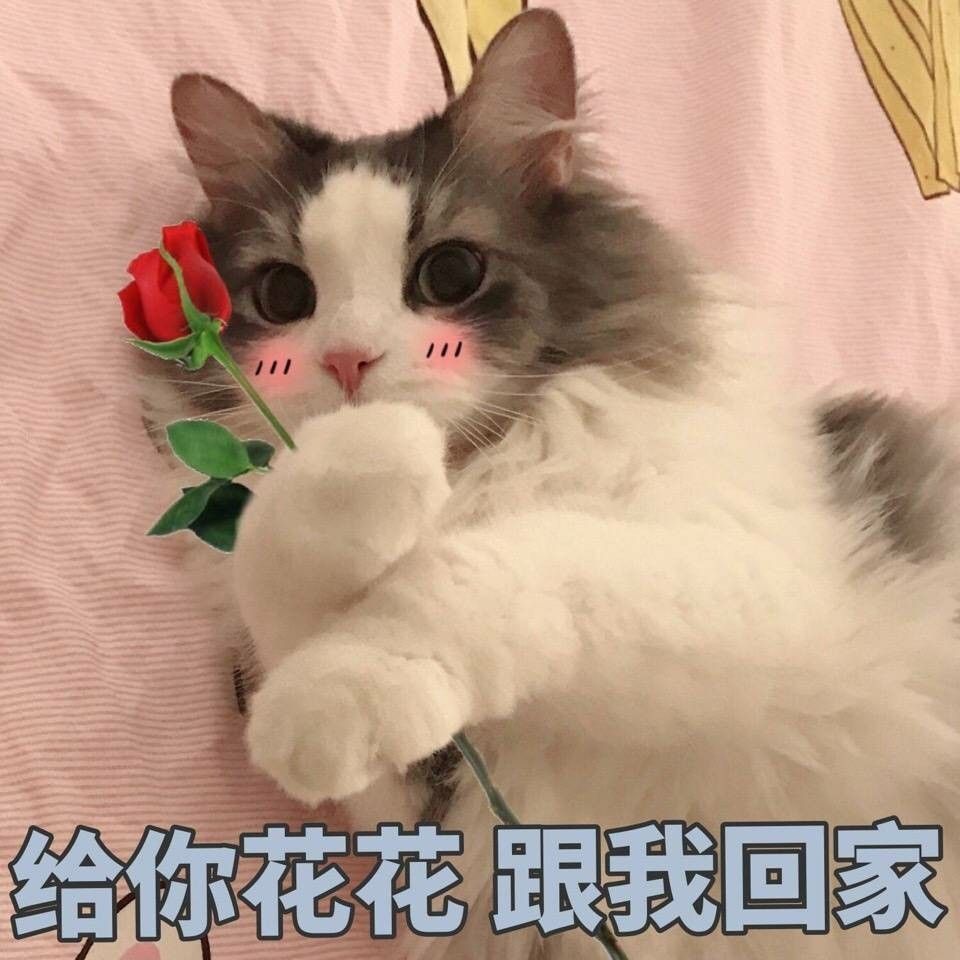直男最招受不住的表情包,分分钟变成小奶狗,赶紧存下来发给他!