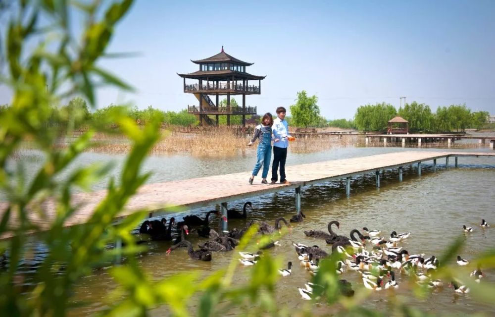邀所爱之人,来台儿庄双龙湖湿地观鸟园开始一场爱的旅程吧!