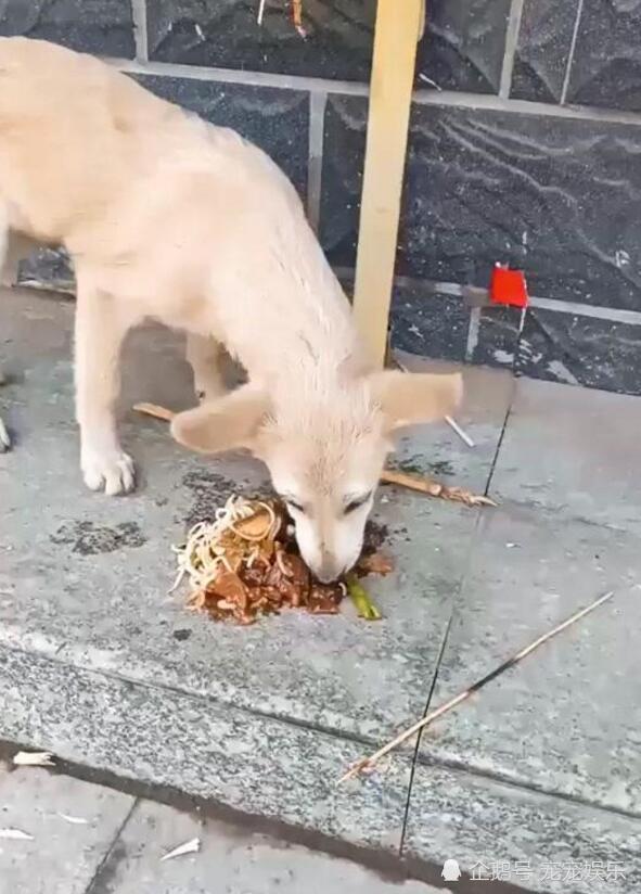 剩饭菜倒地上喂狗,流浪狗不嫌弃,立马迫不及待吃起!