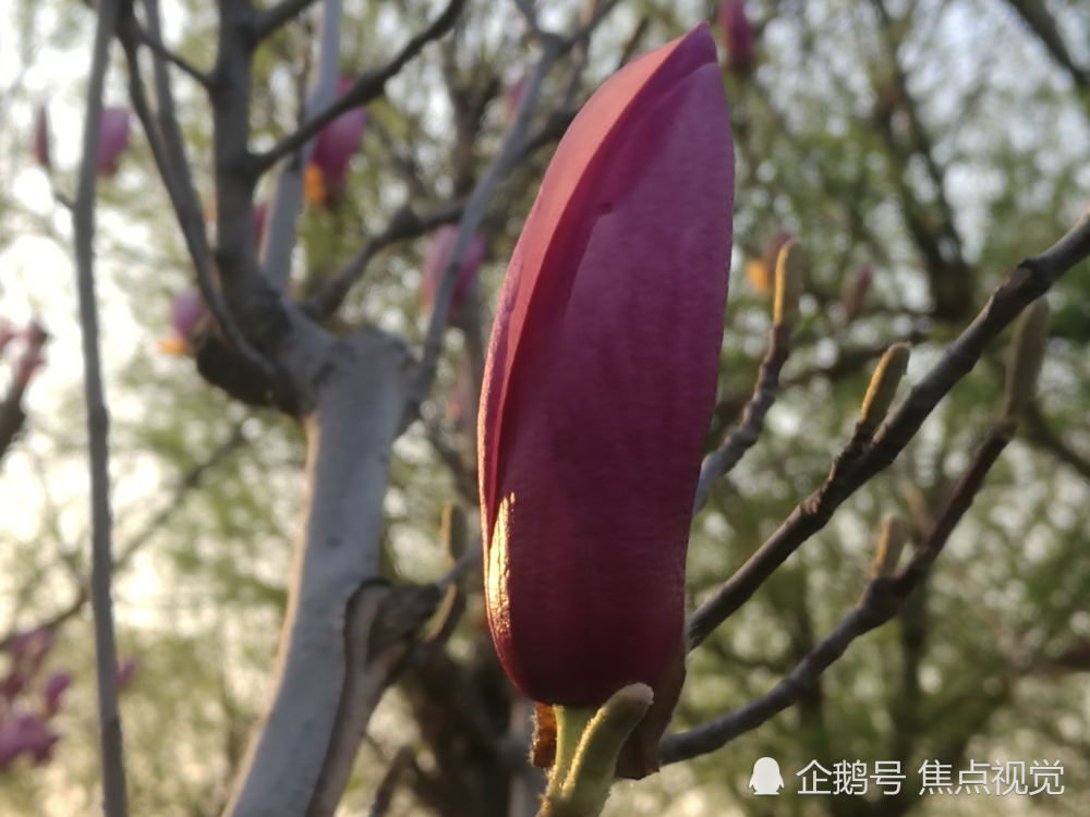 河北大地玉兰花开,美如娇羞少女