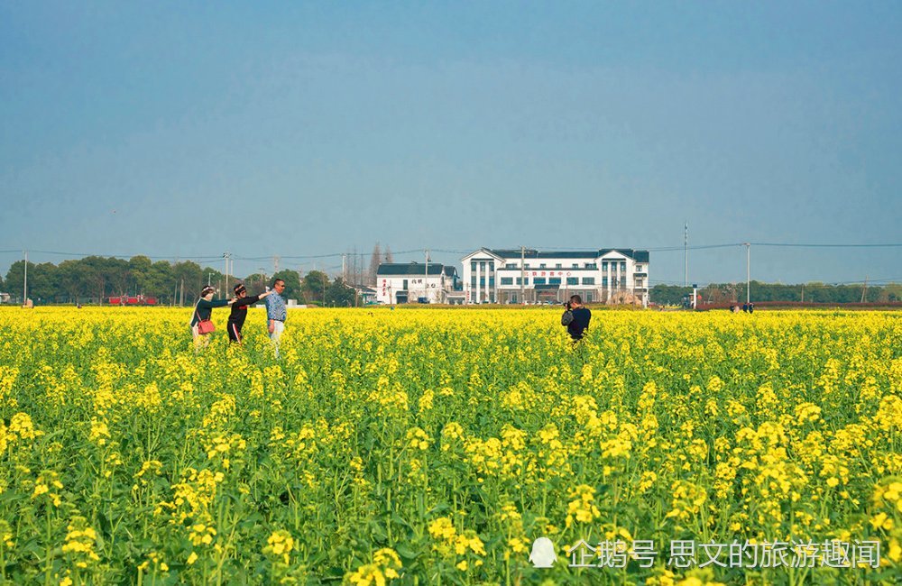 赏花何须去婺源,春日邂逅同里北联村的油菜花,金色花海同样震撼