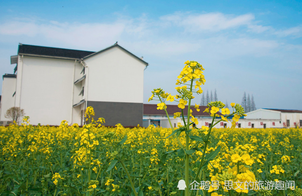 赏花何须去婺源,春日邂逅同里北联村的油菜花,金色花海同样震撼