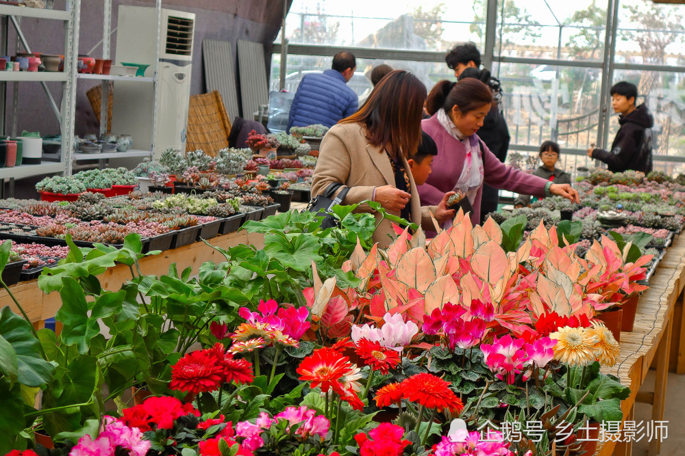 苏北最大花卉市场月亮湾 20张图 都是花卉精品 爱花的
