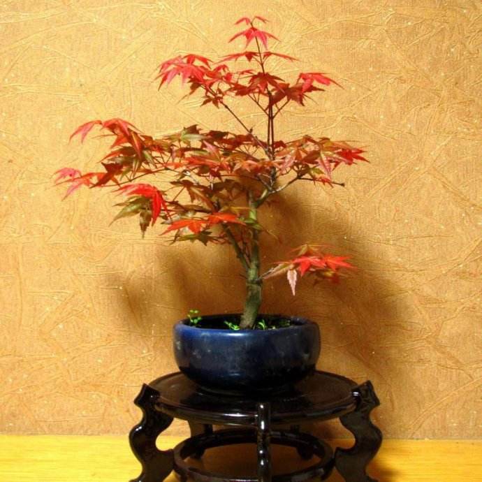 红枫适合做成盆景,放在家里十分喜庆,红枫盆景养护要注意哪些?
