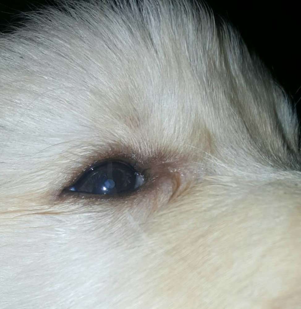 狗狗眼睛疾病之白内障的症状与治疗方法