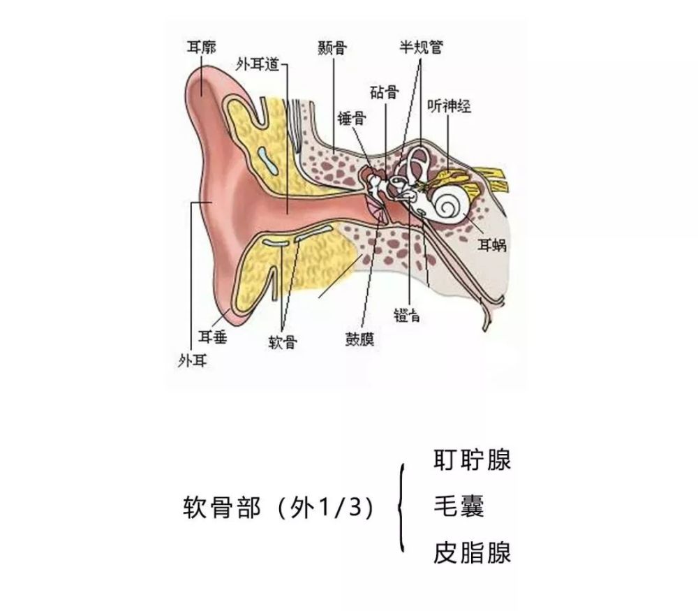 就分布在你的 隐私部位, 看过我上篇文章的都知道 耳屎 俗称耵聍 是由