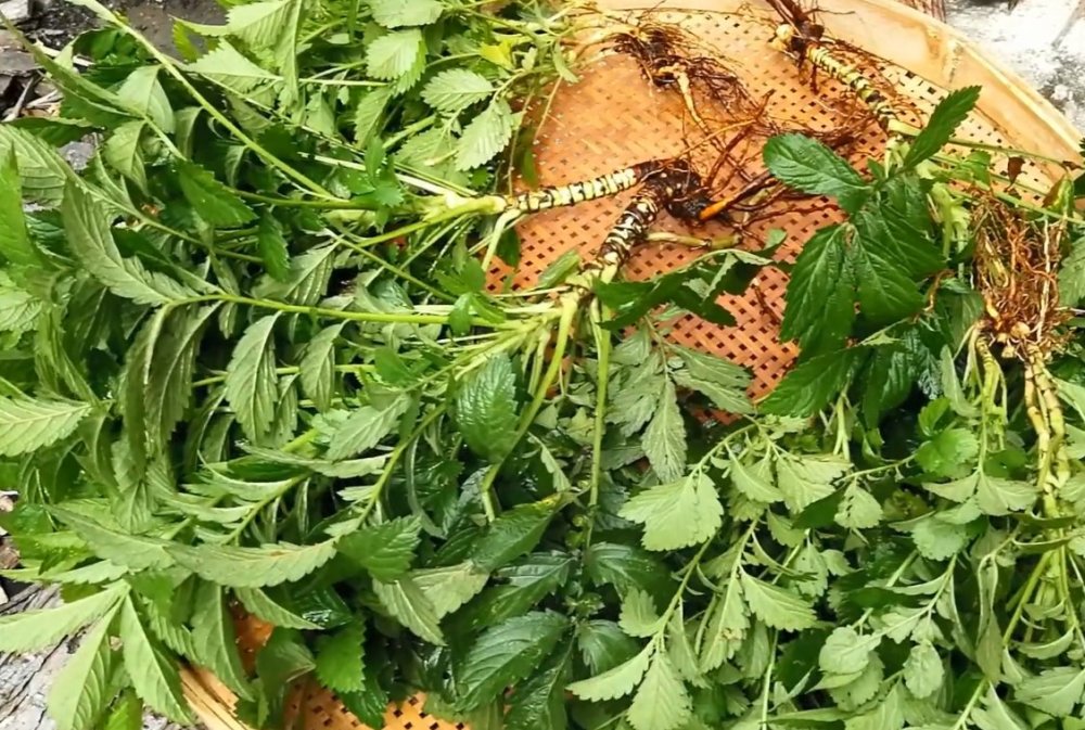 草头,杂草,草药,找到,植物