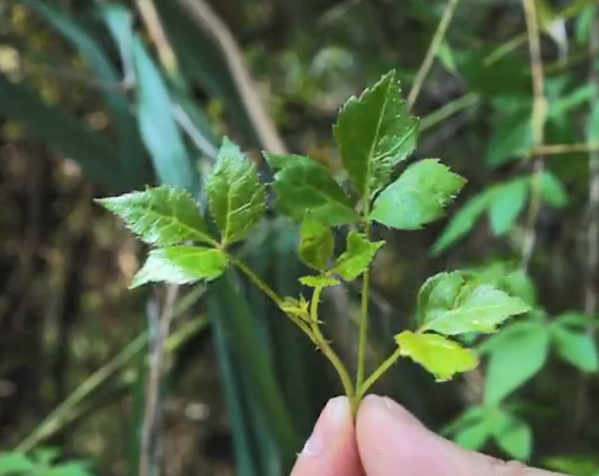 野菜,苦菜,刺老芽,鱼丸,想吃