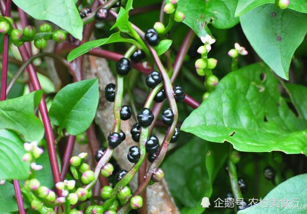 野菜,落葵,小优,豆腐,叶子