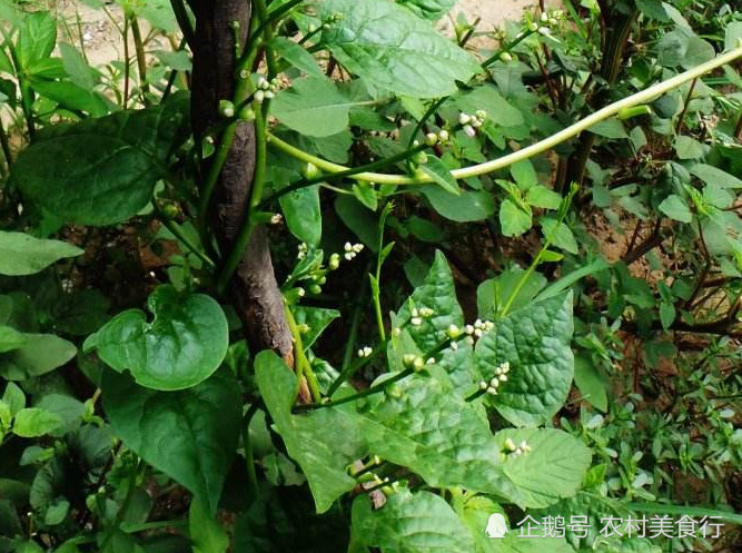 农村这种野菜名叫"豆腐菜"营养丰富口感好,全株入药价值高