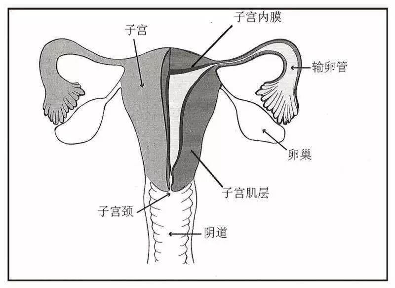 舟山每10位女性中就有一人患有这种病,下腹疼痛要注意