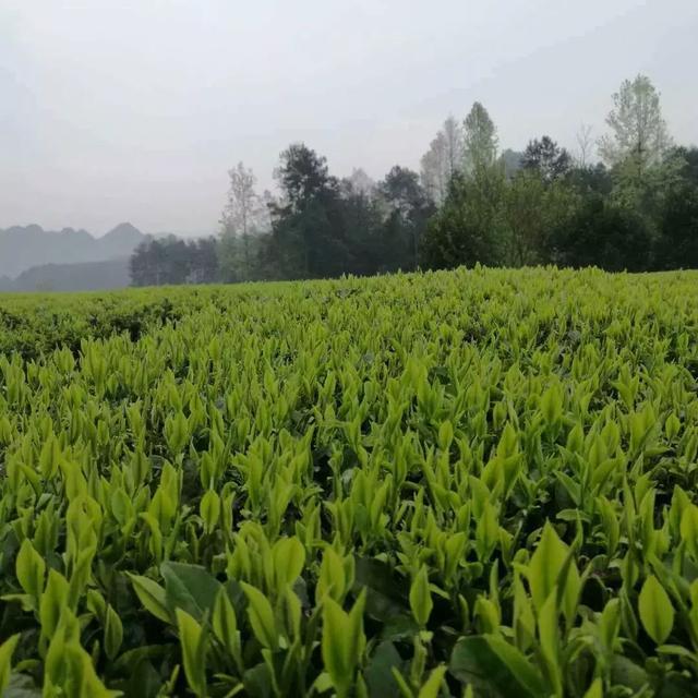 走起!重庆采茶地集合来了