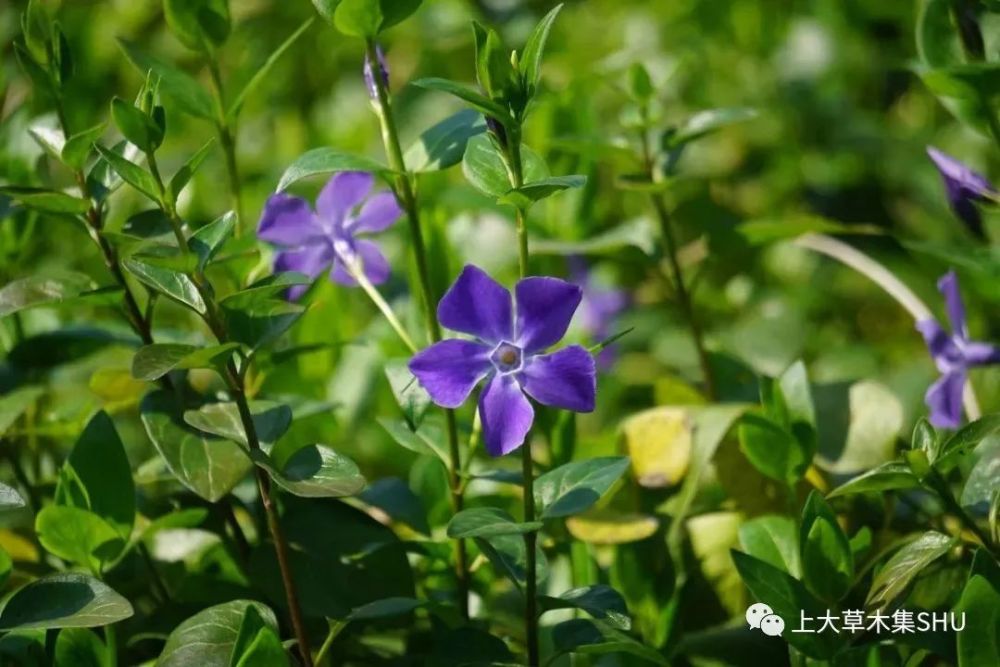 上海大学三月赏花指南