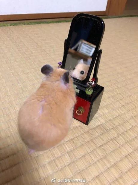 魔镜魔镜告诉我,谁是世界上最好看的小仓鼠@沙雕动物在哪里