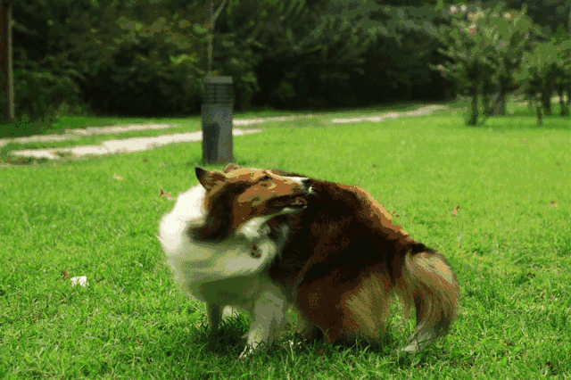 揭发汪星人的9个小秘密!