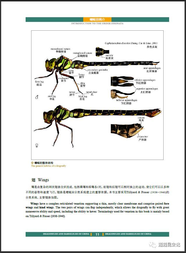 《中国蜻蜓大图鉴》现货开售!耗资200万打造世界最大蜻蜓专著