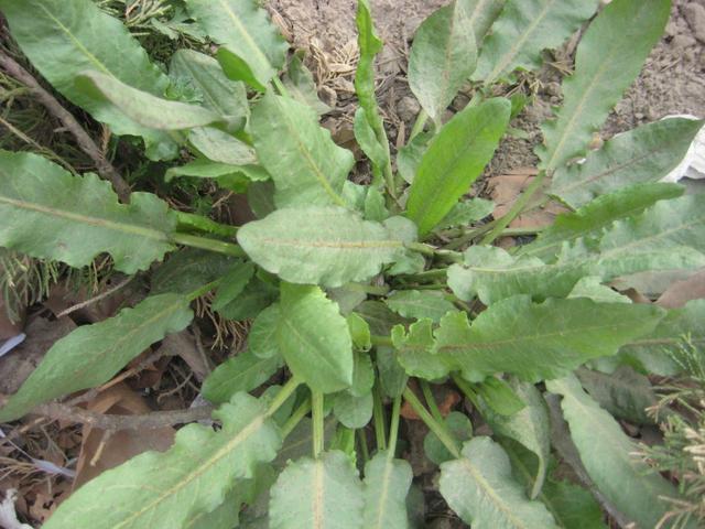 齿果酸模 rumex dentatus l.