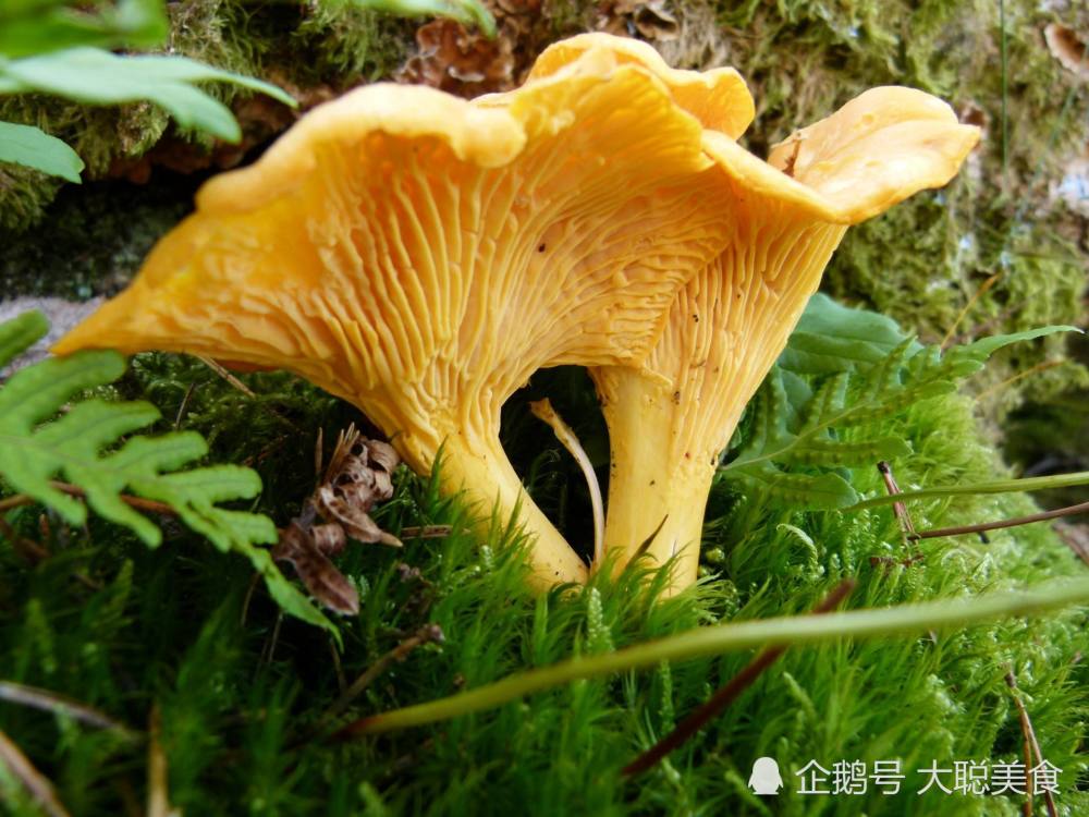 世界上最美味的三种菌菇,堪称是菌界的杠把子,营养丰富